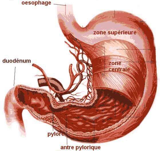 Les maladies de l’estomac