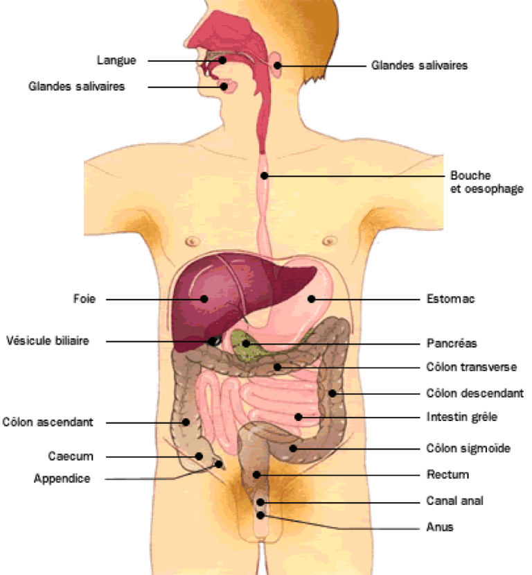 Maladies de l’appareil digestif